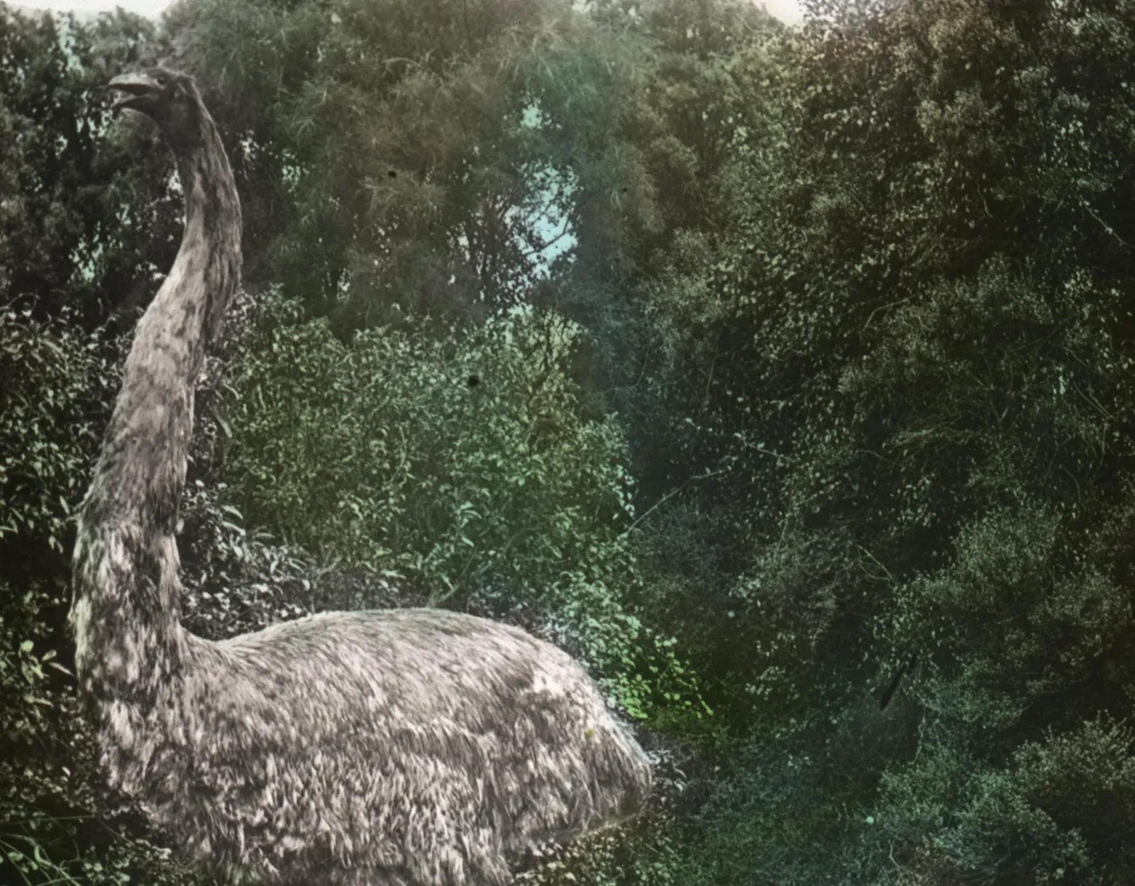 #10 - Moa Camouflage Was Custom-Built To Dodge One Predator (Image Credits: Wikimedia)