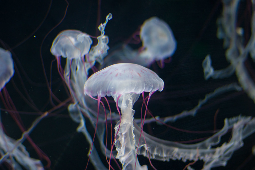 Jellyfish: The Immortal Drifters (Image Credits: Flickr)