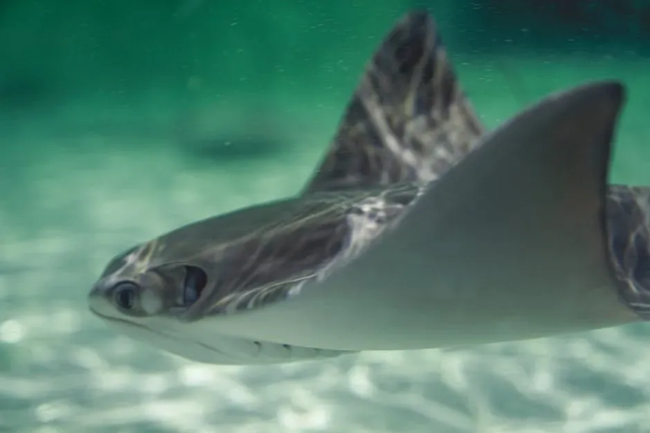 Ray-Finned Fishes: The Unsung Backbone of Post-Asteroid Oceans (Image Credits: Pexels)