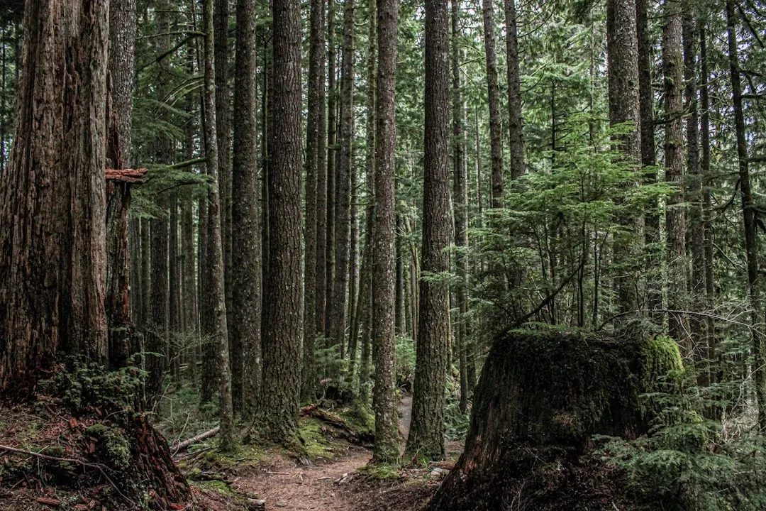 Old Forests as Climate Refuges in a Heating World (Image Credits: Unsplash)