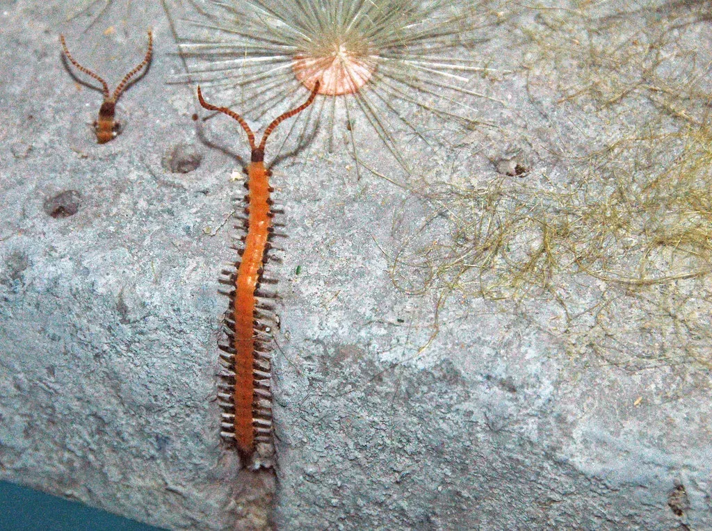 5. The Cambrian Explosion: Life's Greatest Experiment (James St. John, Flickr, CC BY 2.0)