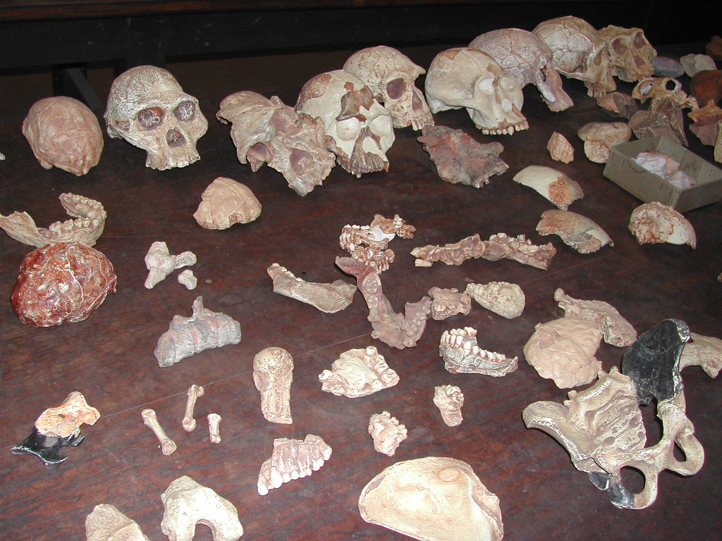 Revolutionary Fossils Rewrite Human Evolution Timeline (Image Credits: Wikimedia)