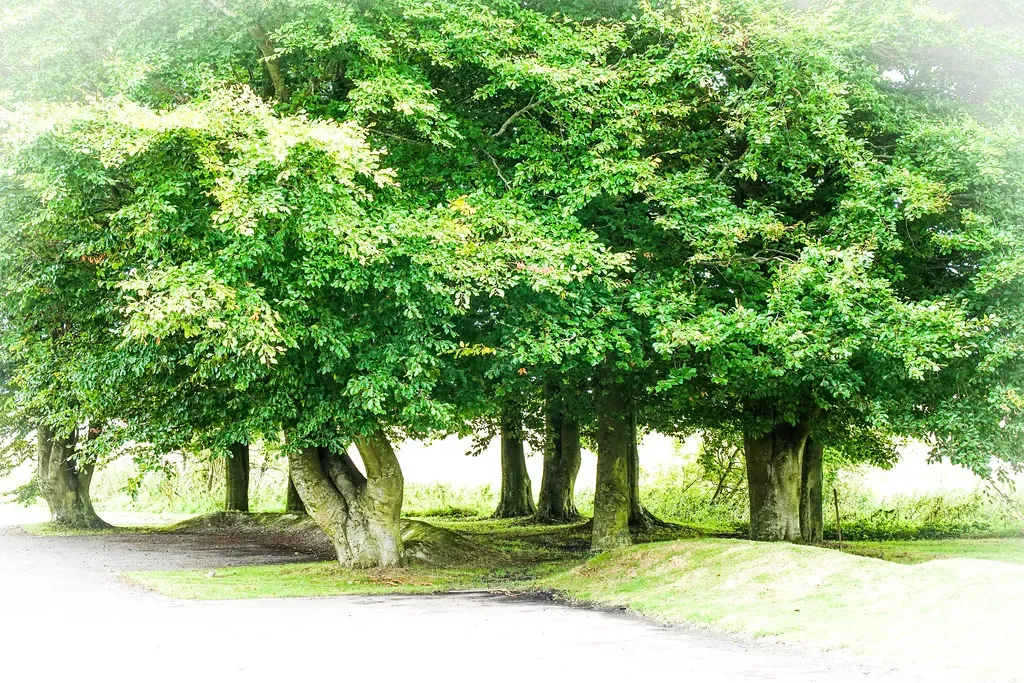 #14 - Do Plants and Other "Simple" Organisms Have Memory? (judy dean, Flickr, CC BY 2.0)