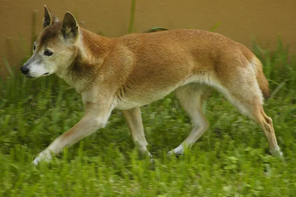 #17 - The Wild Dog Genetics Said Didn't Exist Anymore (By Valerie Abbott, ucumari on flickr.com, CC BY-SA 2.0)