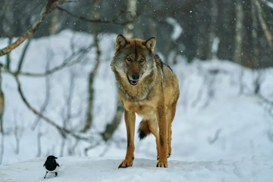 3. Warm-Bloodedness: Mammals and Birds Take Different Roads to the Same Destination (Image Credits: Pexels)