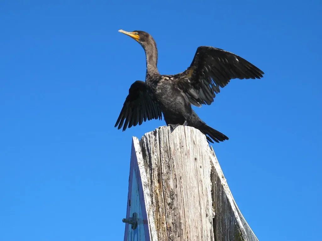 Discovering Your Inner Animal Wisdom (Image Credits: Flickr)