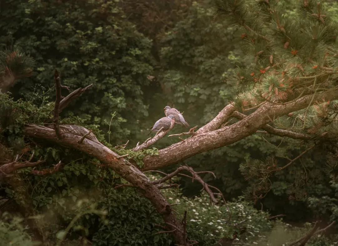 Human Management: Helping or Hurting Ancient Forest Birds? (Image Credits: Unsplash)