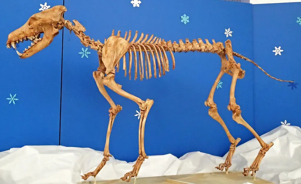 Dire Wolves Were Pack Hunters Built for Power (Image Credits: Flickr)