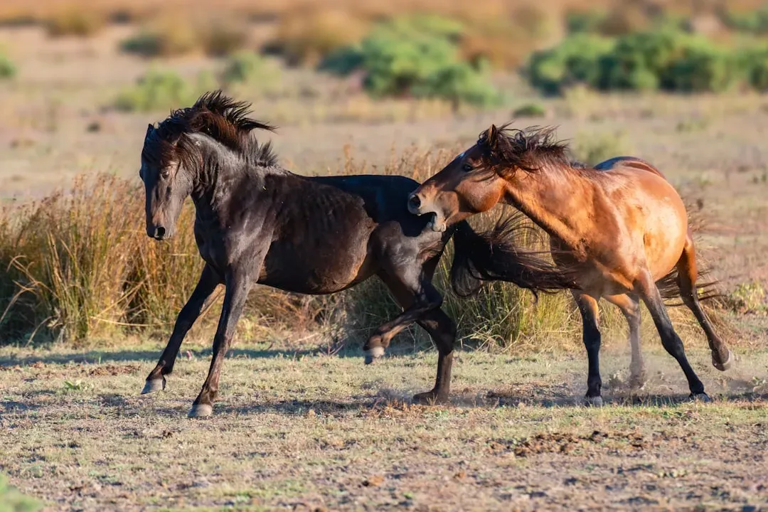 Sagittarius: The Wild Horse (Image Credits: Unsplash)