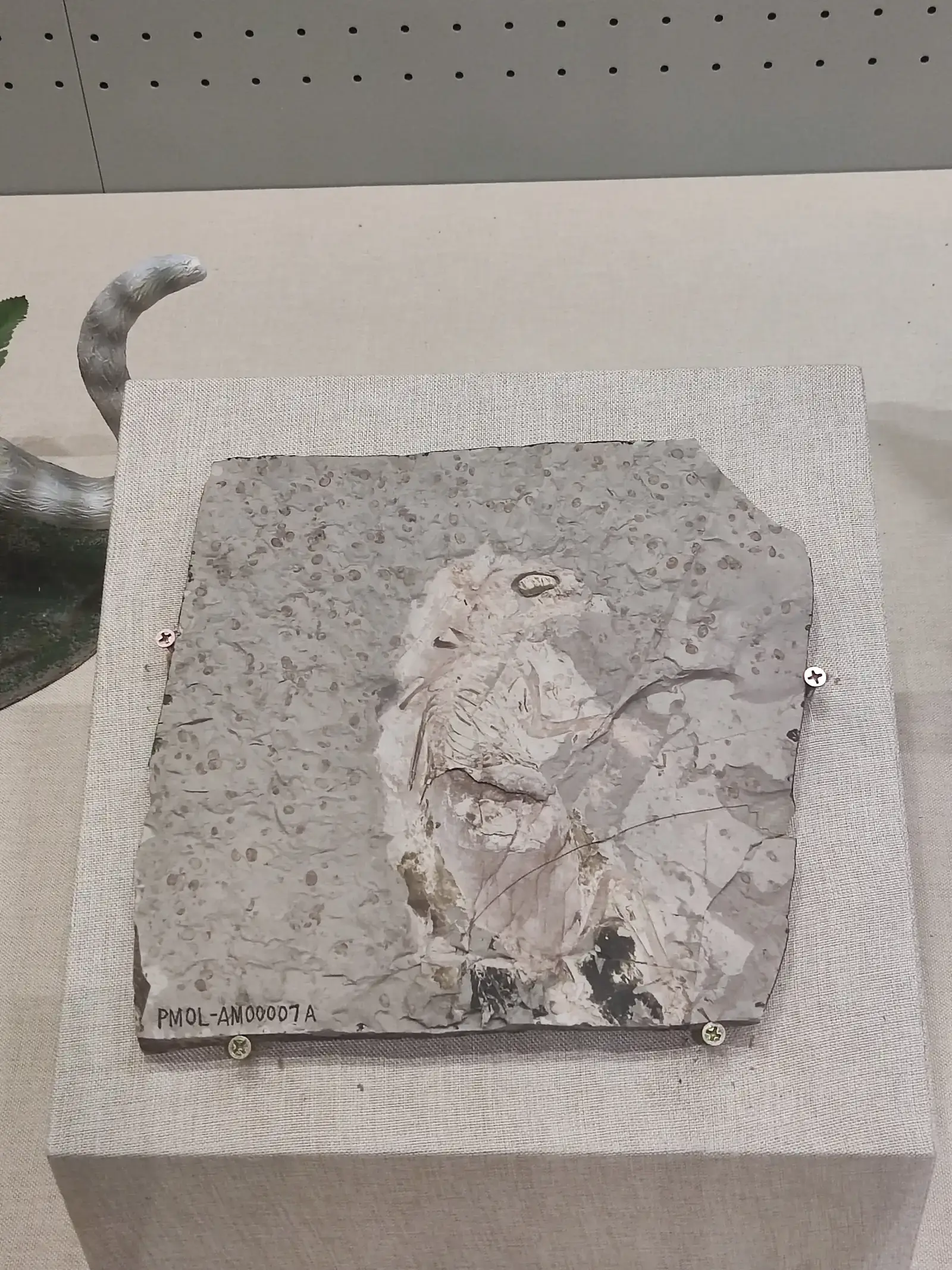 8. Proto-Mammal Fur and the Megaconus Discovery: Warm Coats Before True Mammals (By Dlyj0604, CC BY 4.0)