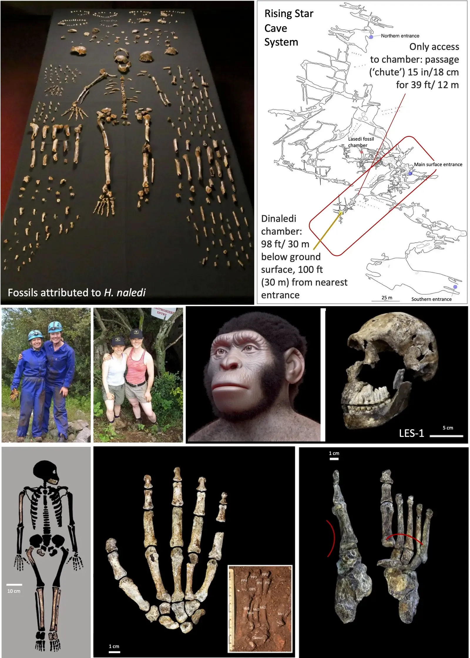 9. Unexpected New Species Hiding in Cave Chambers (By Bioanthropologist1, CC BY-SA 4.0)