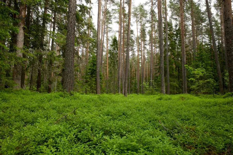 Sagittarius – Wild Boreal Forest Stretching Toward the Horizon (Image Credits: Pexels)