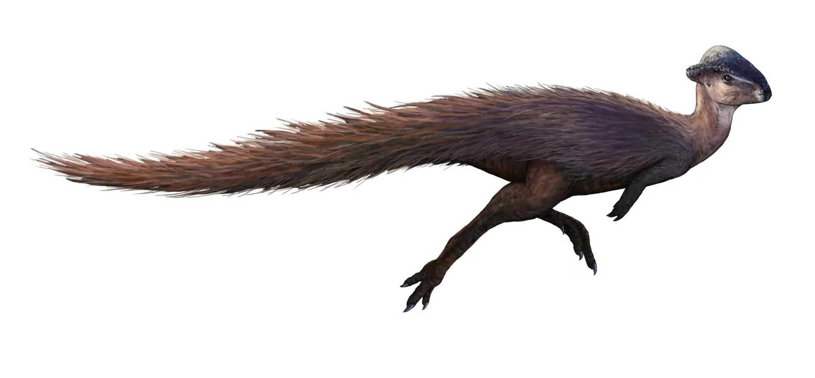 10. Pachycephalosaurus’s Underdog Cousin: Stegoceras and the Head-Butting Debate (By FunkMonk, CC BY-SA 4.0)