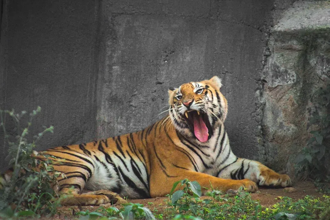 Tiger: Your Time To Roar (Image Credits: Unsplash)