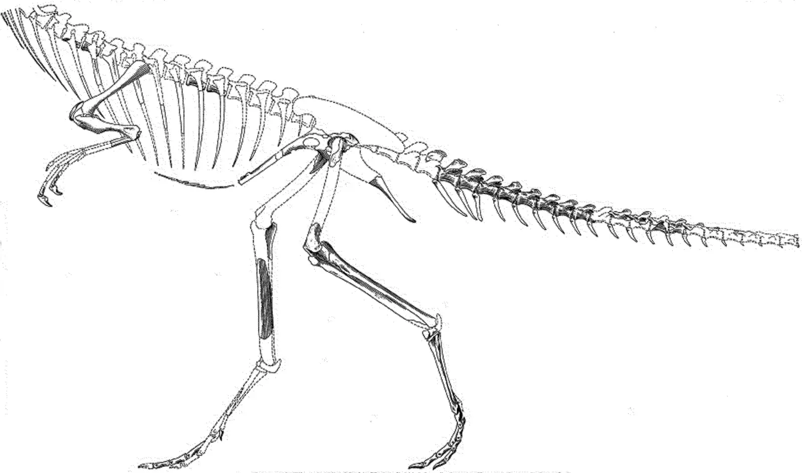 #20 - Segisaurus halli: The Skull-less Theropod (By Camp, C. L., Public domain)