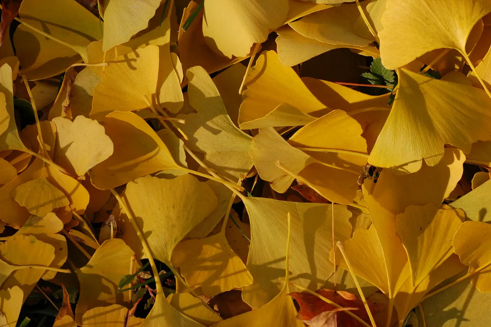 1. Ginkgo Leaves – The “Living Fossil” On Your Street Corner (Self-photographed, GFDL 1.2)
