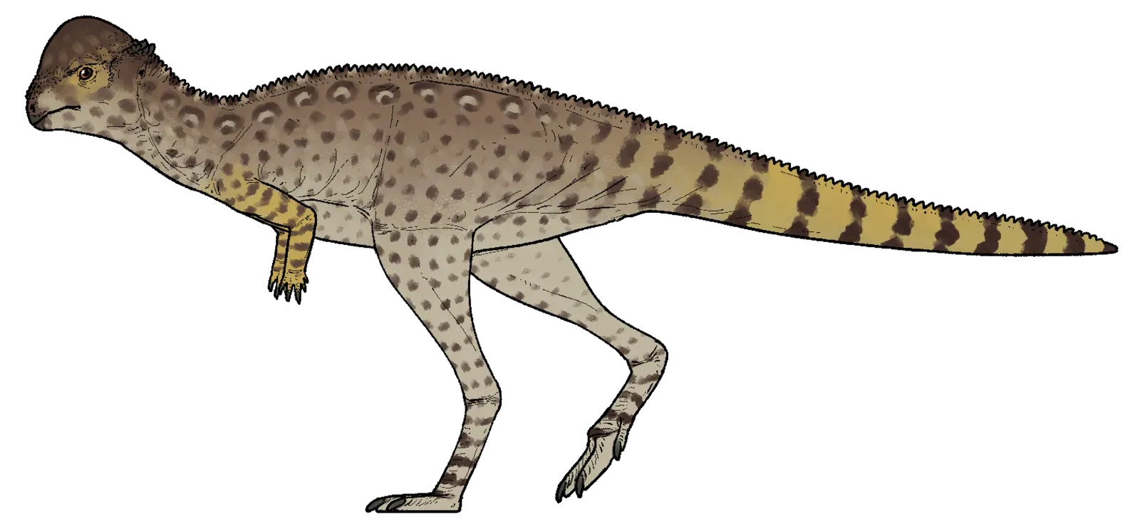 Dome-Headed Dinosaurs Were Much Older Than Expected (Image Credits: Wikimedia)