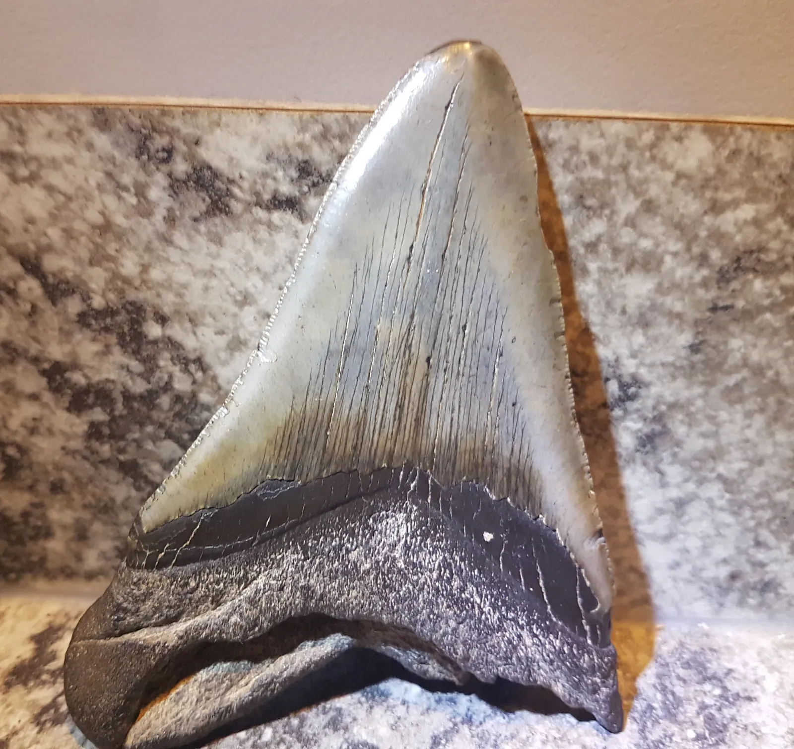 This ocean giant lived shockingly recently in Earth’s history (By WorldwrestlingfederationVKM, CC BY-SA 3.0)
