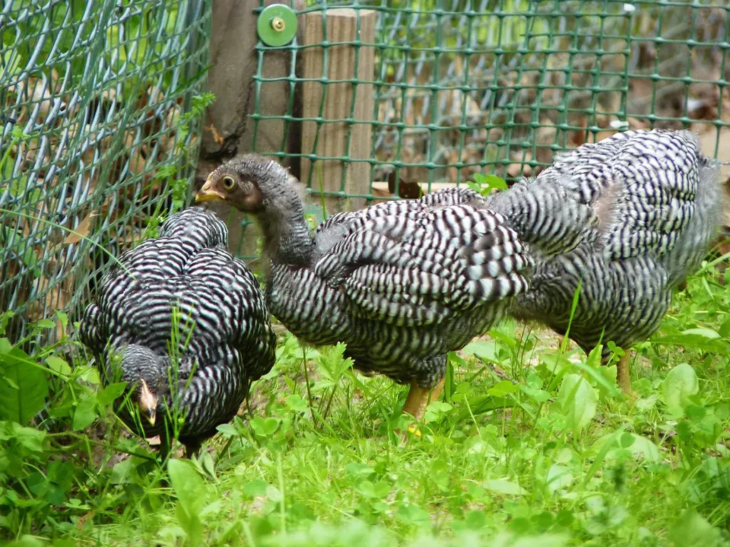 Velociraptor's Undeniable Bond With Modern Birds (normanack, Flickr, CC BY 2.0)