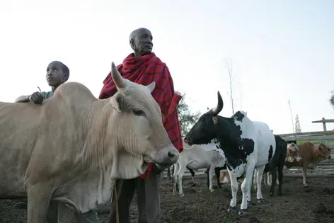 5. Bridewealth and Marriage Alliances Often Depend on Cattle (Maasai father and son tend to their cattle in their paddock in Kitengela, CC BY 2.0)