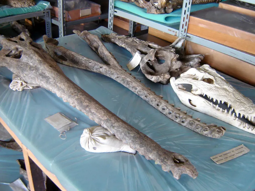 The Crocodile Family Tree Is Stranger Than It Looks (Kurt Thomas Hunt, Flickr, CC BY 2.0)