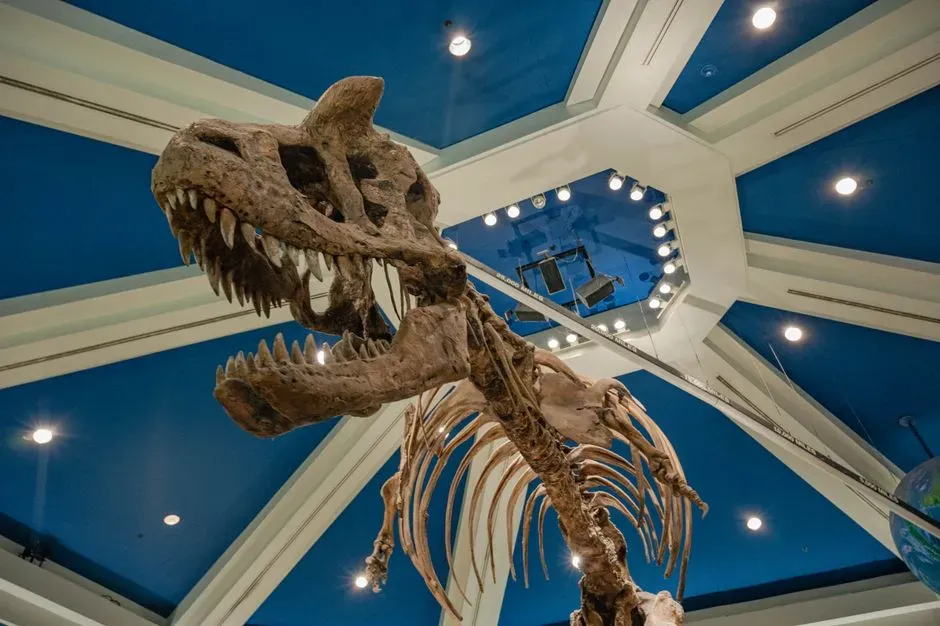 Horns for Combat, Display, or Weird Dinosaur Social Life (Image Credits: Pexels)