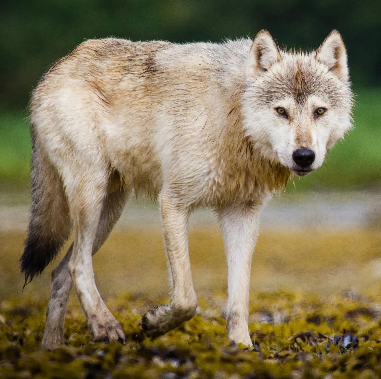 The Alexander Archipelago Wolf Exists Nowhere Else on Earth (Image Credits: Wikimedia)