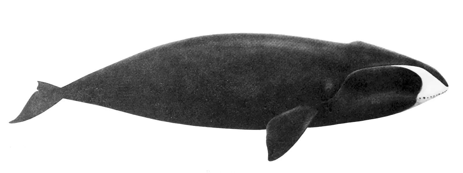 #8 - Why Do Some Animals Live for Centuries While Others Live for Days? (Cetaceans of the Channel Islands National Marine Sanctuary, Public domain)