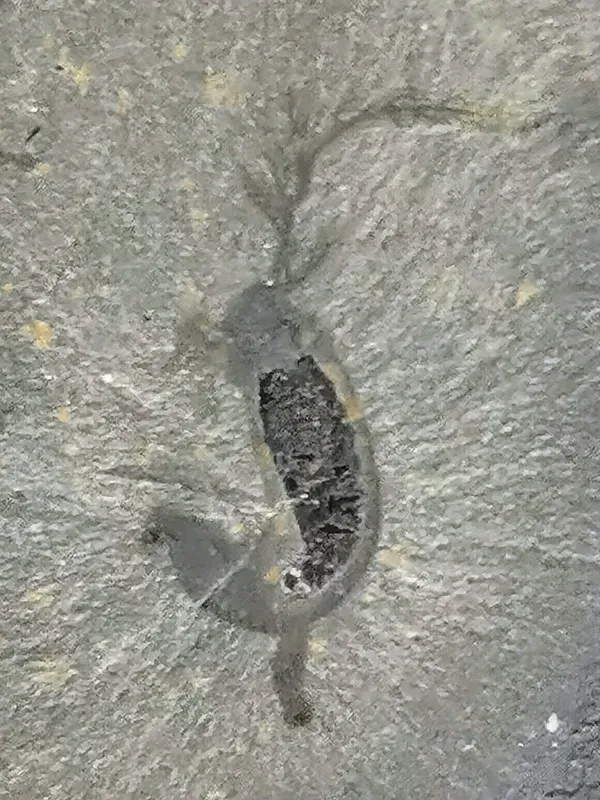 #12 - Herpetogaster, the Tentacled Mystery Anchored to the Seafloor (By Stefan Walkowski, CC BY-SA 4.0)