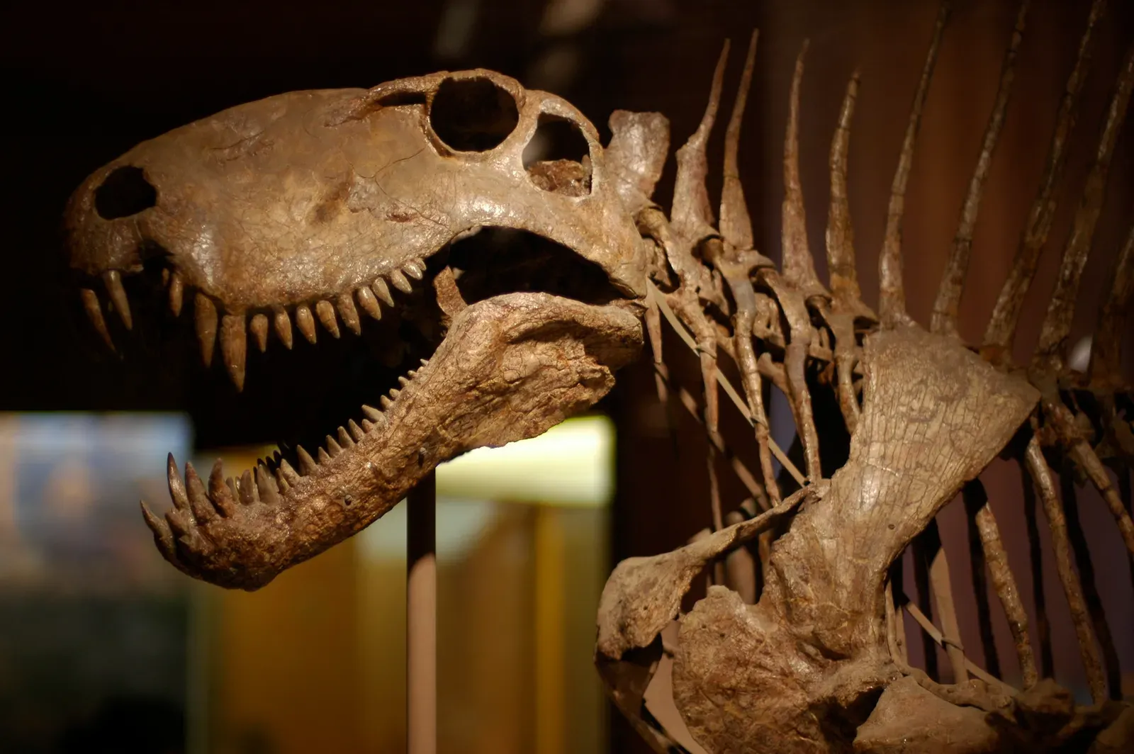 4. Its Name Means "Two Measures of Tooth" (DinosaurUploaded by FunkMonk, CC BY-SA 2.0)