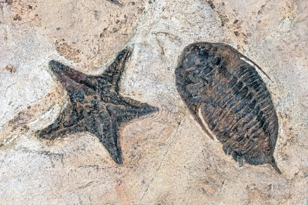 The Cambrian Explosion in America: A New Kind of Fossil Record (Image Credits: Unsplash)