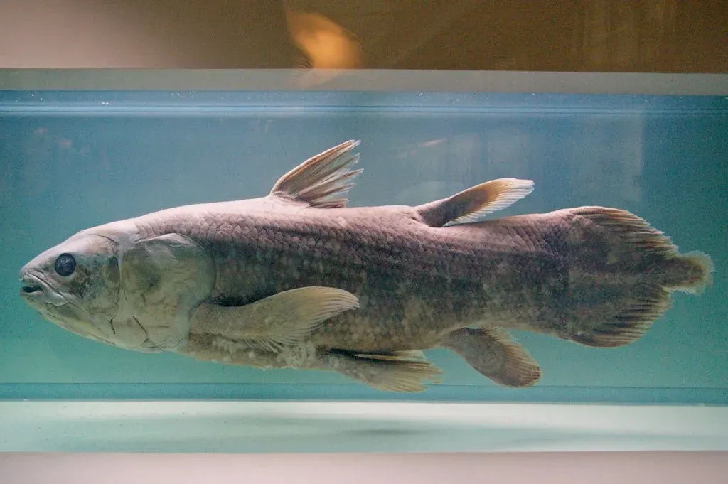 #2 - The Fish Older Than the Dinosaurs That Fooled Science for 66 Million Years (CoelacantheUploaded by FunkMonk, CC BY 2.0)