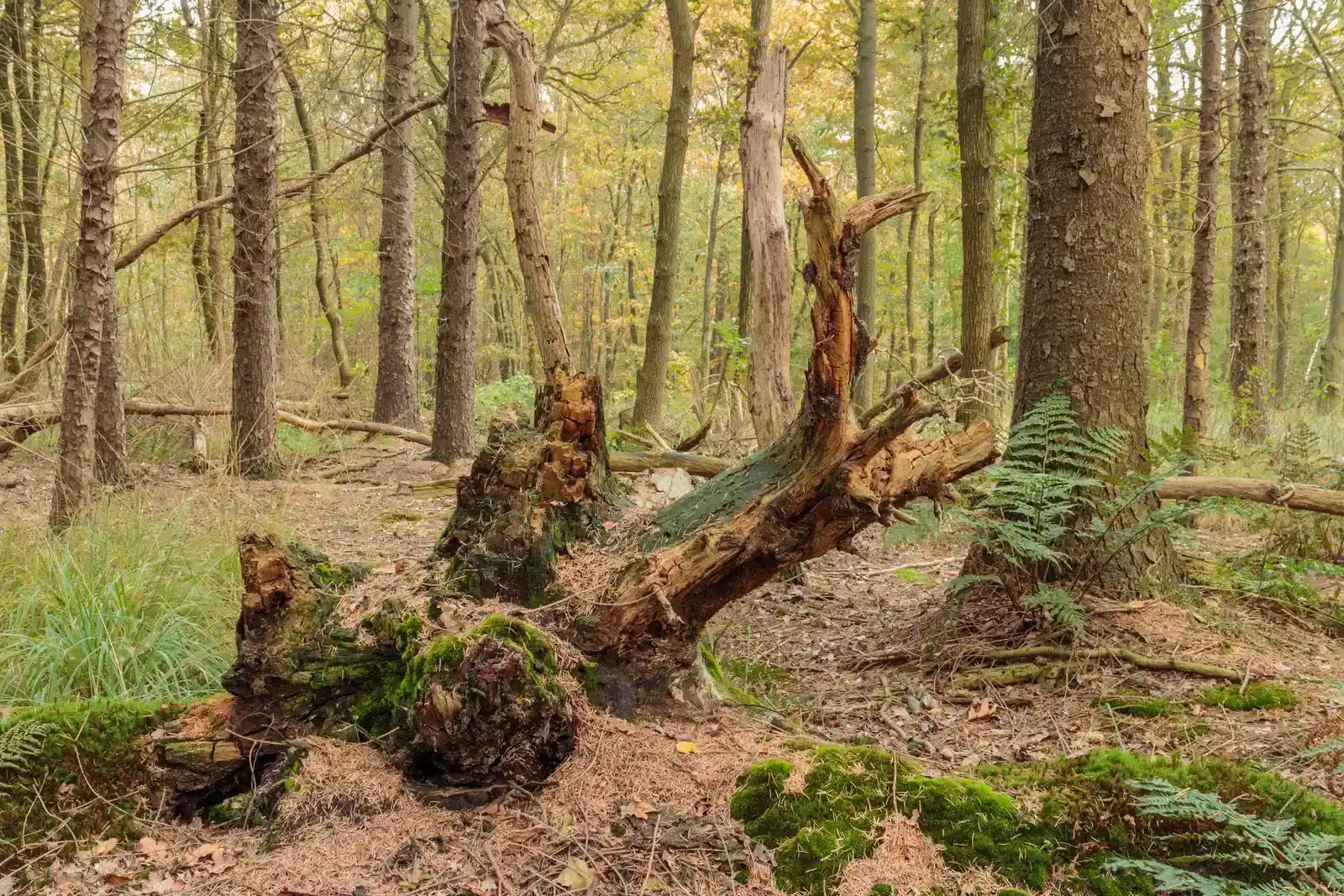Dead Wood, Living Cities: Snags, Logs, and Hidden Nest Sites (By Dominicus Johannes Bergsma, CC BY-SA 4.0)