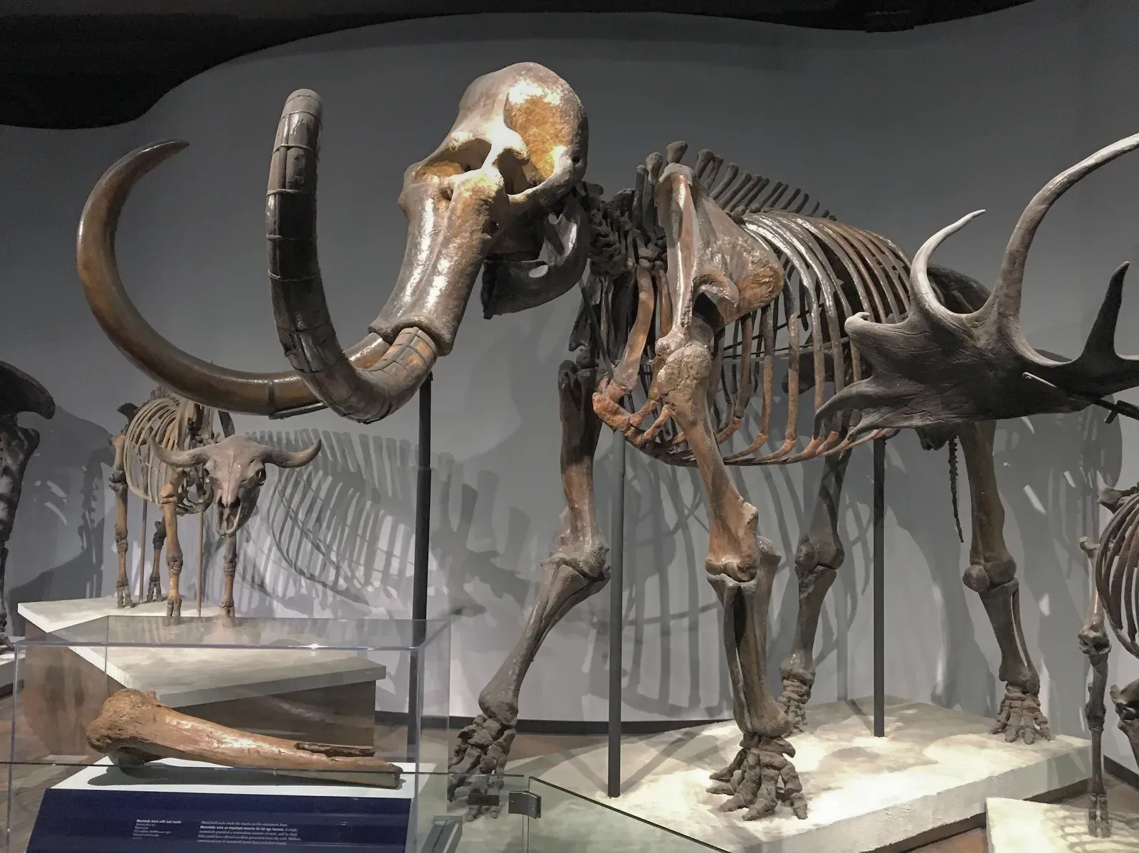 Inside the mammoth body: cold-adapted blood, lungs and bones (By Zissoudisctrucker, CC BY-SA 4.0)