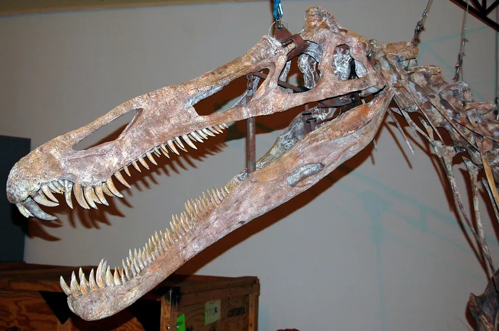 3. A Snout Built To Grab Slippery Fish, Not To Slice Flesh (James St. John, Flickr, CC BY 2.0)