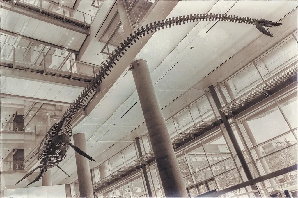 The Plesiosaurs: Long-Necked Ghosts of a Lost Sea (IQRemix, Flickr, CC BY-SA 2.0)