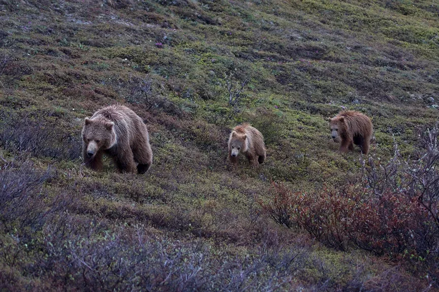 #5 - The Overnight Jump From 700 Bears to Over 1,000 (Gregory "Slobirdr" Smith, Flickr, CC BY-SA 2.0)