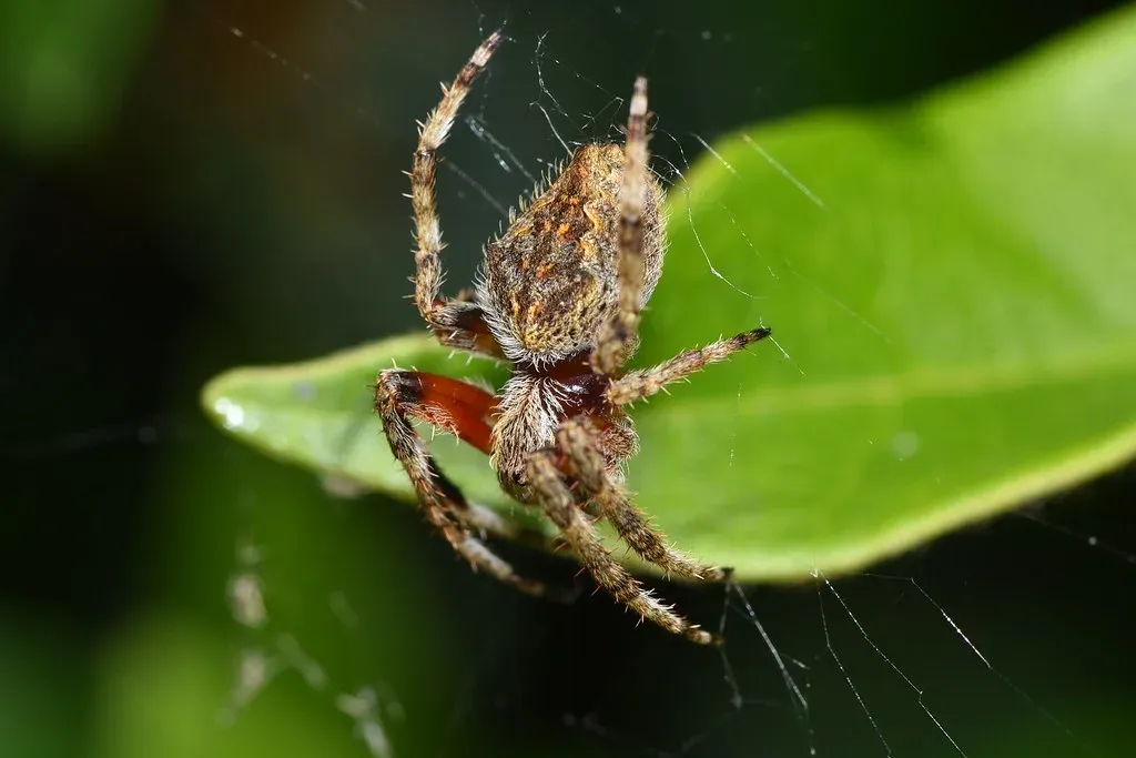 #9 - Spiders (The Overlooked Guardians) (jeans_Photos, Flickr, CC BY 2.0)