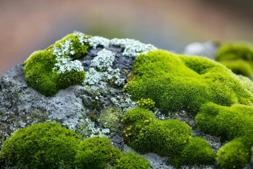 Conclusion: Your Yard Is Not Young Just Because Your House Is (Image Credits: Unsplash)