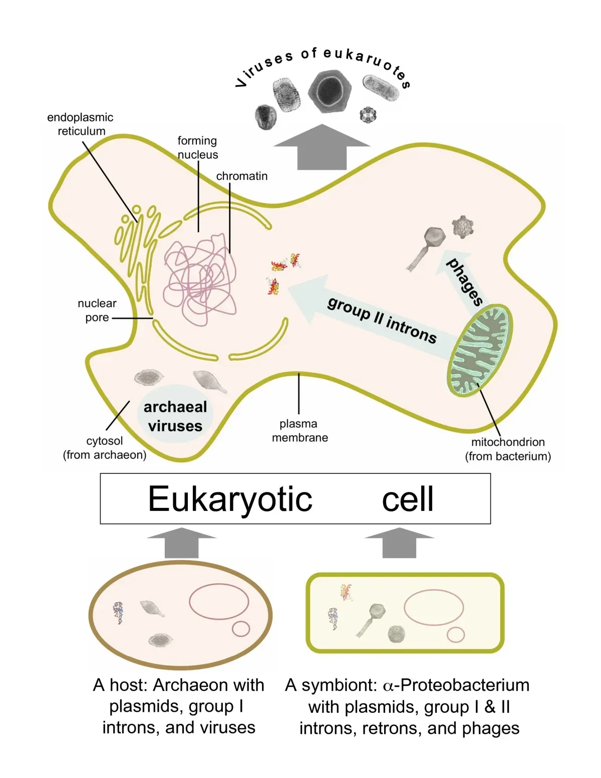 4. The Rise of Eukaryotic Cells: Life Gets a Nucleus (By Eugene V Koonin, Tatiana G Senkevich & Valerian V Dolja, CC BY 2.0)