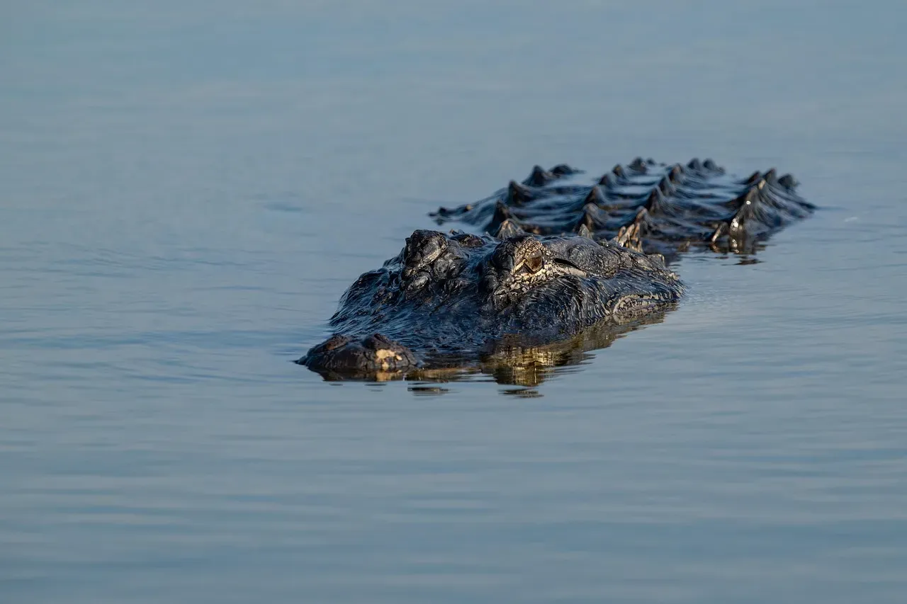 #11 - Alligators Are Not Slow, Lumbering Animals (Image Credits: Pixabay)