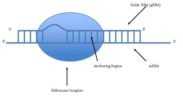 #5 - The RNA World's "Self-Replication" Was Never Actually Demonstrated (By Sryuu, Public domain)