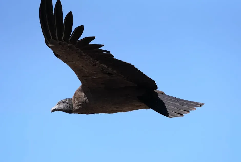 Capricorn – The Andean Condor (Image Credits: Pexels)