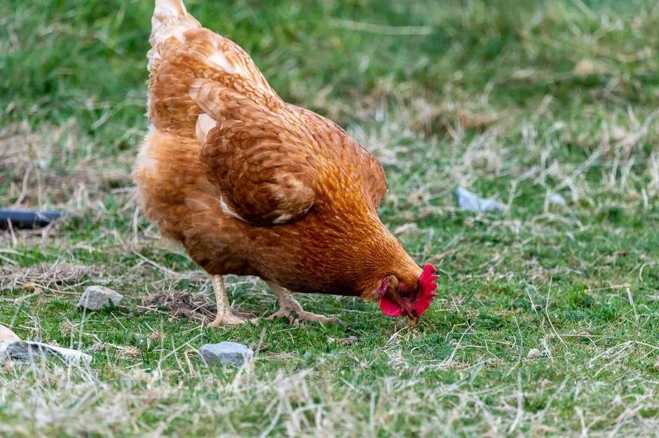 #1 - Scratching the Dirt Like a Tiny Predator (Image Credits: Pexels)