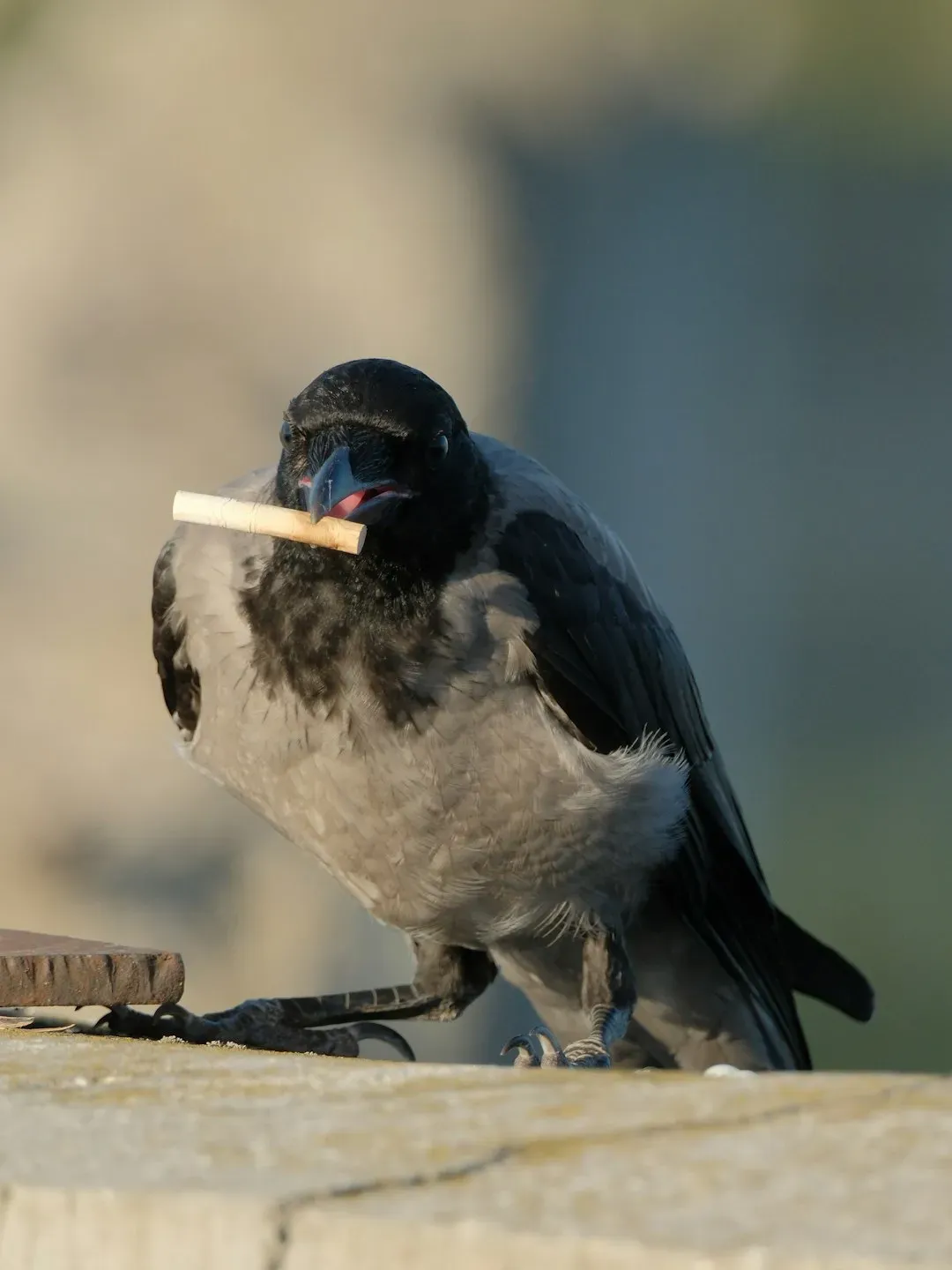 #11: Flexibly Switching Between Beak, Body, and Tool Strategies (Image Credits: Unsplash)