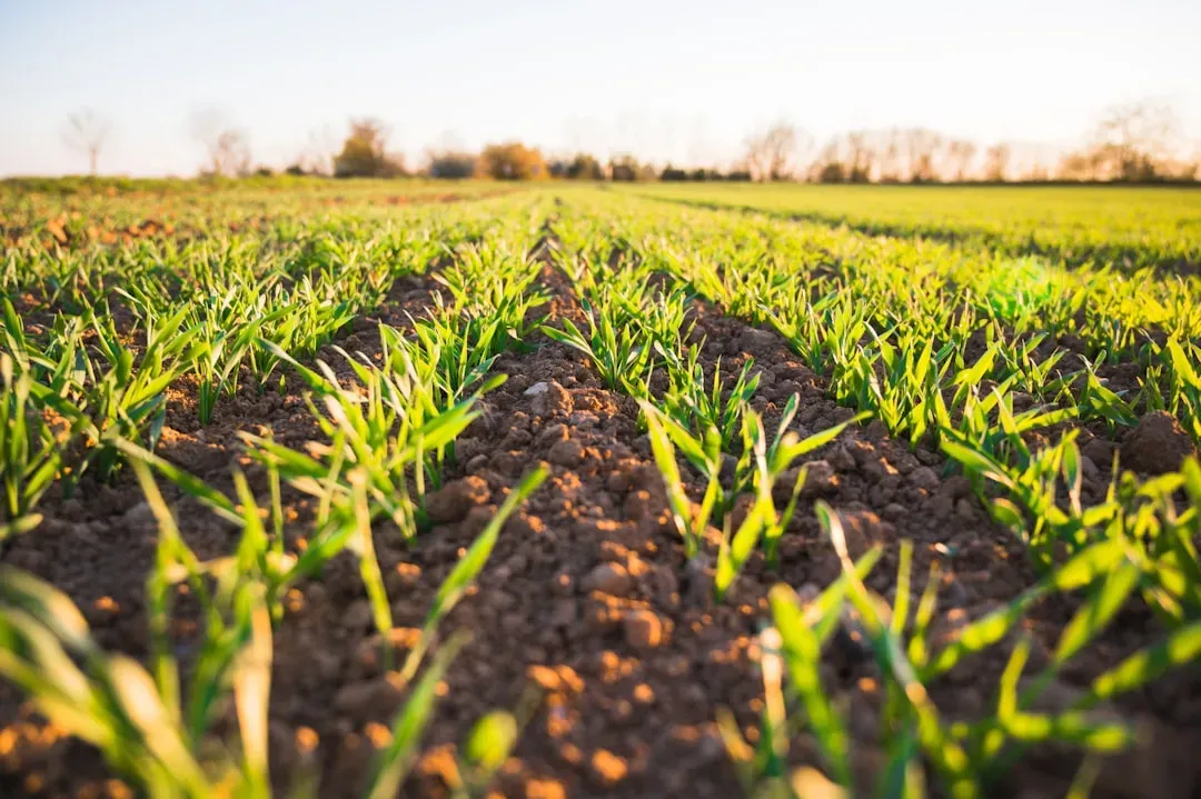 #10 - Farming Didn't Replace Foraging Overnight (Image Credits: Unsplash)