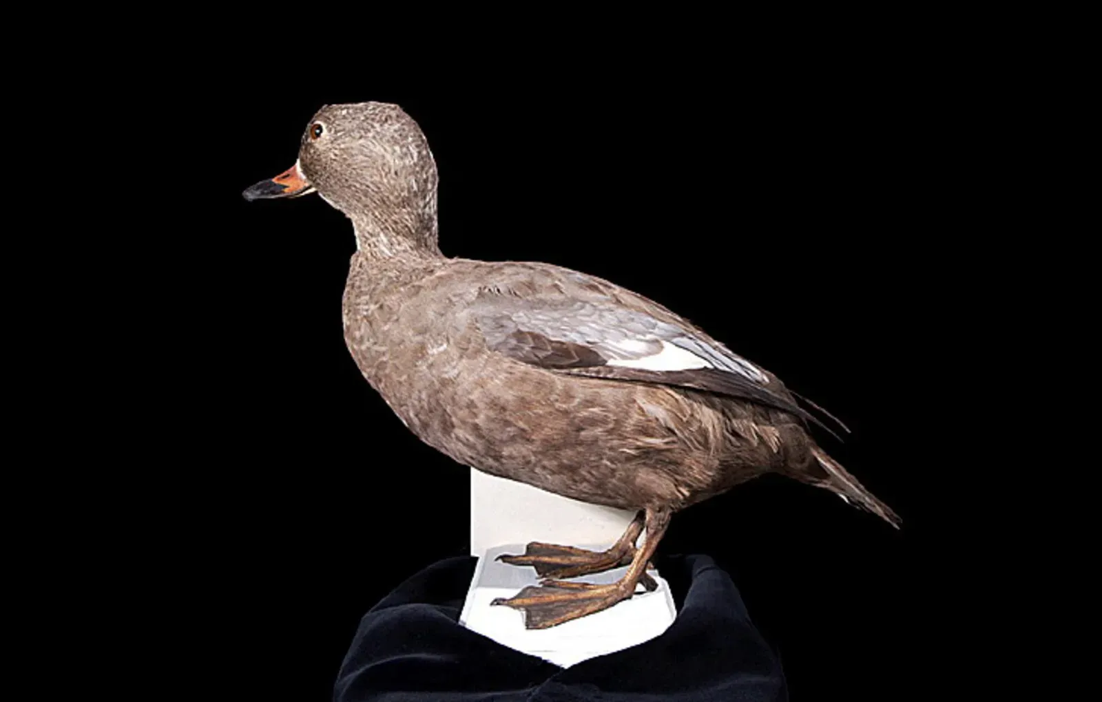 #8 - The Labrador Duck Nobody Photographed While It Was Still Alive (Naturalis Biodiversity Center, CC BY-SA 3.0)