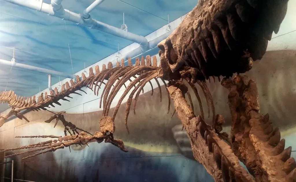 9. You Would Learn About Mosasaurus Through Rocks in Many Parts of the World (Rob Swystun, Flickr, CC BY 2.0)