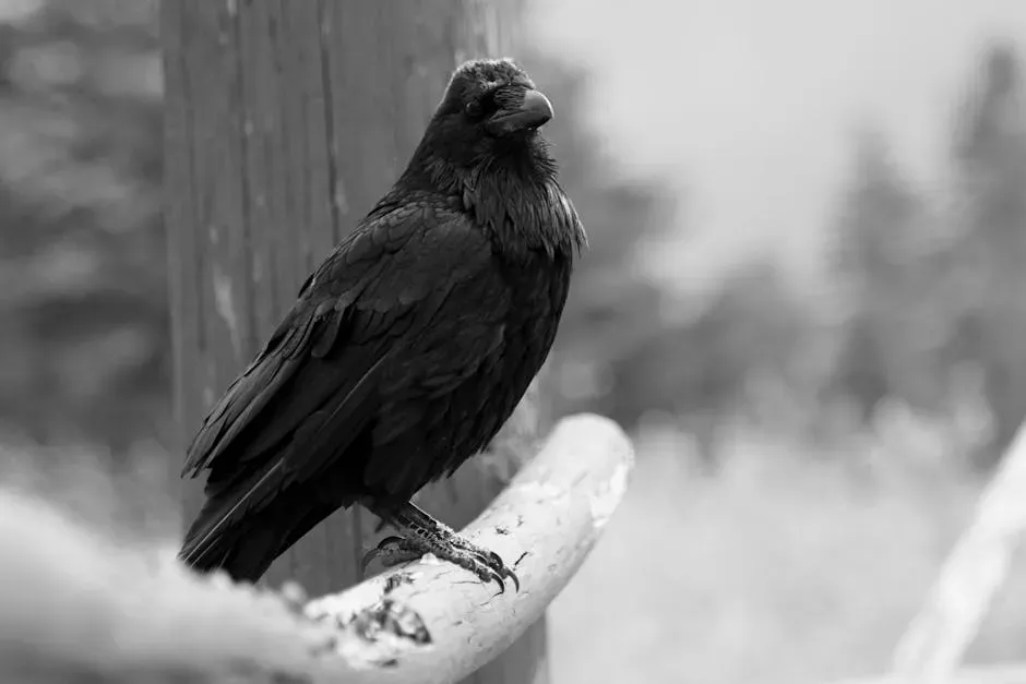 Scorpio – The Raven (Image Credits: Pexels)