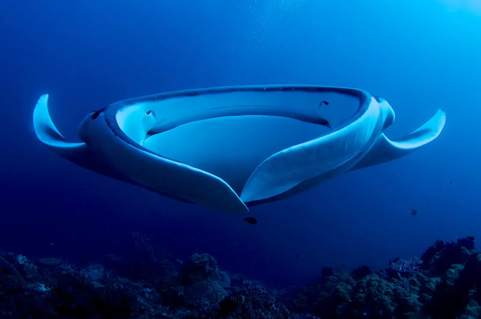 5. Ray-Finned Fish: The Unsung Backbone of Modern Oceans (By Arturo de Frias Marques, CC BY-SA 4.0)